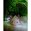 Axolotl Jungtiere BD frei Tierversand Weißling Wildling Weißalbino 