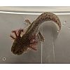 Axolotl männlich/ weiblich, axanthic Copper 