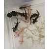 Axolotl Jungtiere abzugeben 