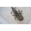 1a Axolotl aus Ebermannstadt - \"Uri\s\" Wildlinge