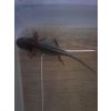 Axolotl Jungtiere suchen zuhause 