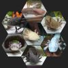 6 Axolotl plus Aquarium, Durchlaufkühler, Deko und Axogravel