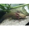 Junger Axolotl Copper aus Glitzerverpaarung 