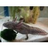 Axolotl Jungtiere