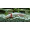 Axolotl Melanoid Goldalbino Männchen, ca. 24cm, 4 Jahre 