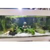 Komplettes Aquarium mit Axolotl 