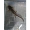 Axolotl zwischen 12 und 18 cm 