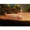 Axolotl Mann 2-3jahre alt