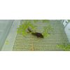 5 Axolotl Jungtiere 10cm Groß suchen ein neues zu Hause