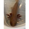 Axolotl melanoider Copper