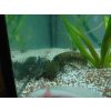 Axolotl Wildlinge abzugeben 