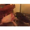 Zwei Axolotl suchen Zuhause