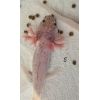 Harlekin Axolotl Nachzuchten