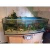 Komplettes Aquarium Set mit 6 Axolotl 