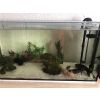 Aquarium mit 3 Axolotl + Zubehör 