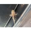 Axolotl Goldalbino und axcantic copper sowie andere 