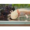 Axolotl, männlich, Goldalbino