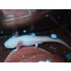 2 Axolotl mit Aquarium und Kühler