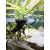 Axolotel abzugeben 