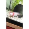 Axolotl Nachzuchten 