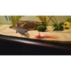 2x Axolotl mit Aquarium und Zubehör 