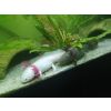 Axolotl inkl. 160 L Aquarium, Kühler, Unterschrank, Zubehör, Pflege
