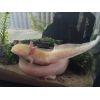 2 Axolotl zu verschenken 