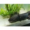 Axolotl Männchen 