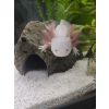 2 Axolotl mit Teco tk 150 kühler 