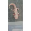 Axolotl Weißling Männchen ausgewachsen