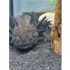 Axolotl & Zubehör 