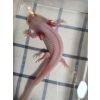 Axolotl Nachwuchs 12-16 cm Albinos Goldalbino Weisslinge