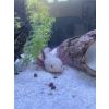 Axolotl aus guter Haltung