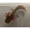 Axolotl männlich/ weiblich, axanthic Copper 