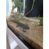 2 Axolotl m/w kostenlos abzugeben