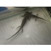 Biete Axolotl Nachzuchten zu verschenken 