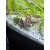 Axolotl Wildtyp