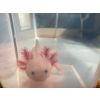 Axolotl suchen ein liebevolles Zuhause