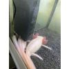 3 schöne axolotl abzugeben 
