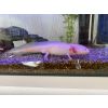 Männlicher Axolotl