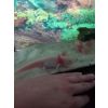 2 axolotl weisslinge inkl Zubehör kaltwasserpumpe