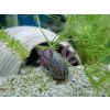 2 Axolotl mit Aquarium 