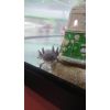 Axolotl 