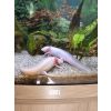 Axolotl männchen & weibchen