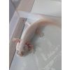 Axolotl Weißling männchen