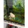 Axolotl mit Aquarium  