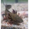 Axolotl 10-15cm abzugeben