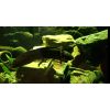 Verschiedene große Axolotl