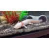 Axolotl (2 Gold Albino, 1 schwarzes Tier) mit Aquarium und Zubehör