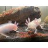 Axolotl babys